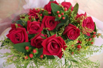 ROSA ROBUSTA